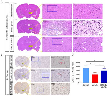 Therapeutic Function Of A Novel Rat Induced Pluripotent Stem Cell Line