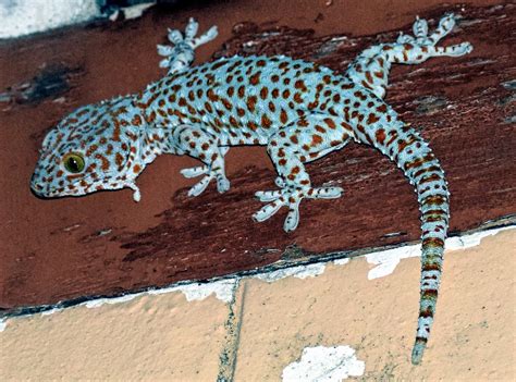 Tokay Gecko Snow