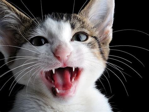 Pet Dental Care: How (and When) Do Cats Lose Baby Teeth?