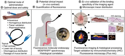 Molecular Fluorescence Endoscopy Omig