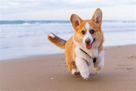 Exploring Pembroke Welsh Corgis Tails