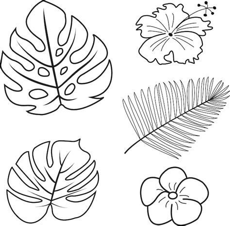 Livre De Coloriage Contour De Fleurs Et De Feuilles Vectorielles