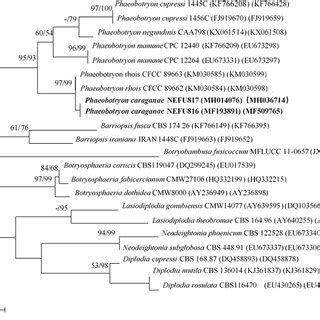 Phylogram Inferred From Maximum Likelihood Analysis Of Combined Its