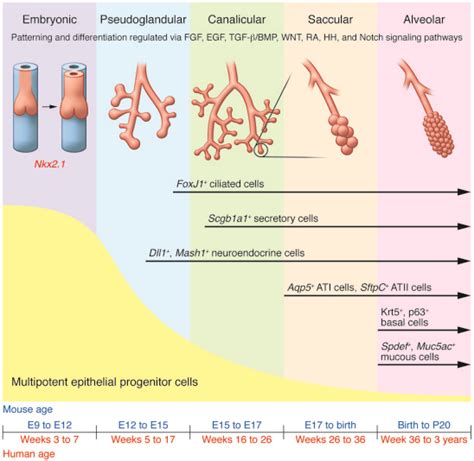 Jci Building And Maintaining The Epithelium Of The Lung