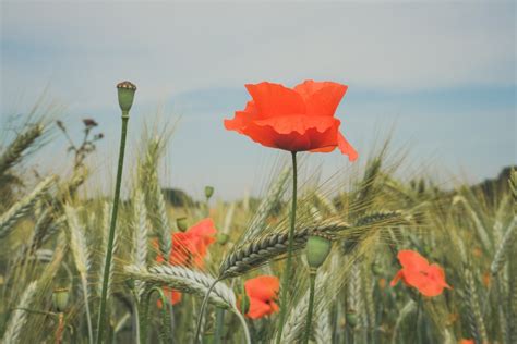 Banco De Imagens Flor Céu Plantar Nuvem Paisagem Natural Pétala