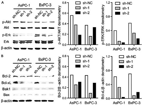 Silencing Of Pnma Reduces Activation Of P Akt P Erk And Alters The