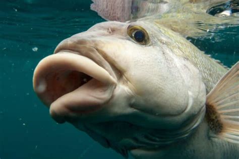 Popular Fish With Big Lips