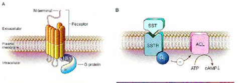 Model of the effector systems coupled to somatostatin receptors. A.... | Download Scientific Diagram