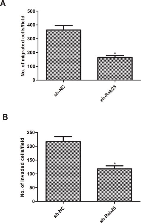 Knockdown Of Rab25 Inhibits GBM Cell Migration And Invasion In Vitro