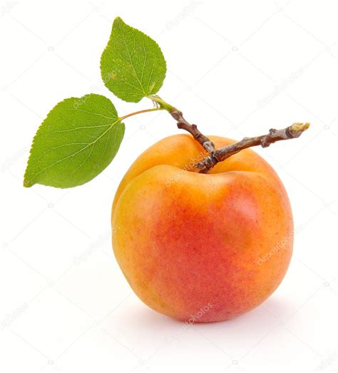 Apricot with leaves — Stock Photo © nikitos1977 #6215461