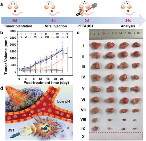 In Vivo Antitumor Efficacy A Schematic Illustration Of The Download Scientific Diagram