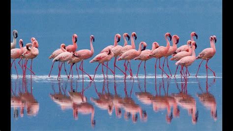 Fenicotteri In Sardegna Quando Lo Stagno Si Colora Di Rosa Youtube