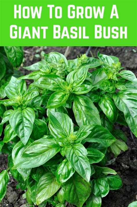 How To Grow A Giant Basil Bush A Pro Gardener Reveals Their Secret