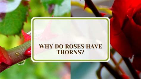 Why Do Roses Have Thorns Fascinating Gardening Facts Plant America