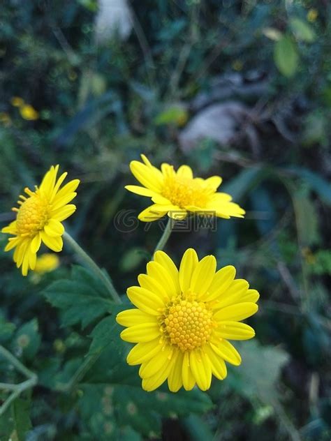 菊花黄花花高清图库素材免费下载图片编号6964956 六图网