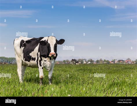 Dutch Holstein Cow Standing In The Green Grass Stock Photo Alamy