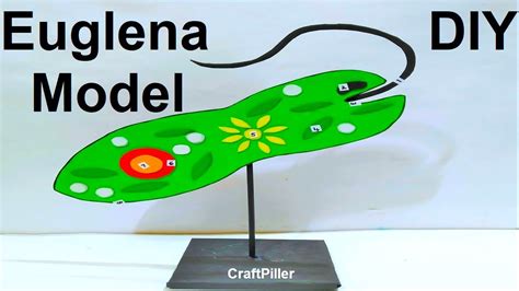 Euglena Model D For Science Exhibition Biology Project Craftpiller