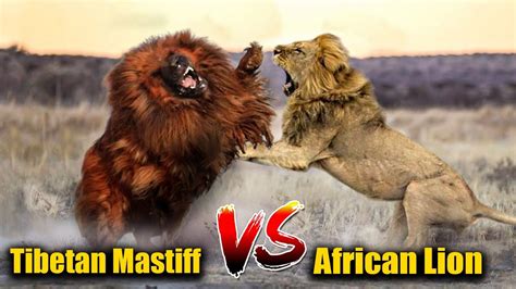 Lion Vs Tibetan Mastiff Video Tibetan Mastiff Vs Lion In A, 41% OFF