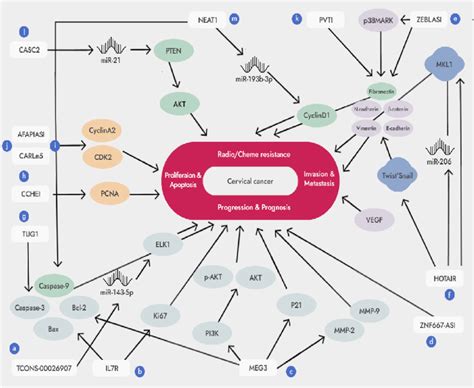 The Role Of Long Non Coding Rnas In Cervical Cancer A Tcons 00026907