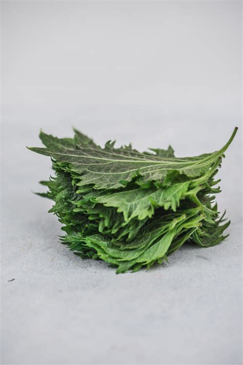 Shiso leaf (σίσο φύλλο πράσινο) Χονδρική - Λιανική στην Ζάκυνθο