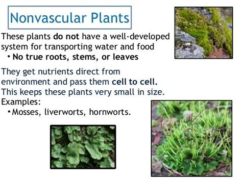 Non vascular plant - Alchetron, The Free Social Encyclopedia