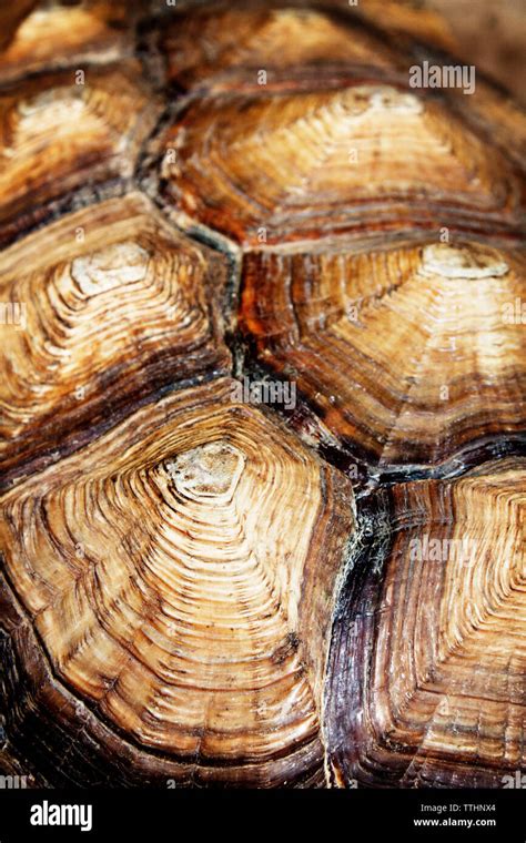 Pattern Of The Turtle Shell Hi Res Stock Photography And Images Alamy