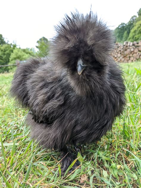 Blue Silkie Bantam Chickens