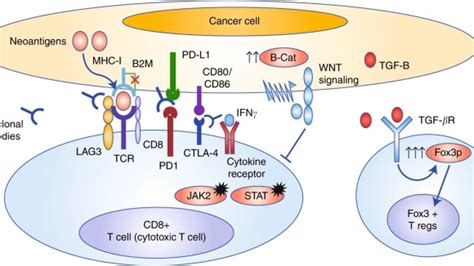 Immune Checkpoint Proteins A Focus On Pd 1pd L1