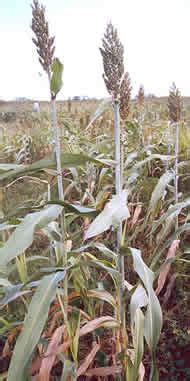 Agricultura El Cultivo Del Sorgo