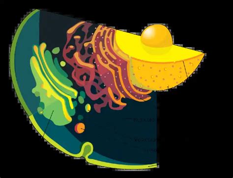 Las 10 funciones principales del aparato golgi - Como Funciona Que