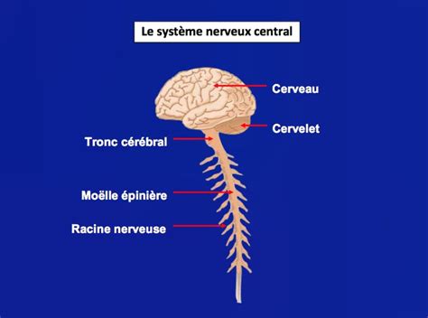 Système nerveux central SNC Système nerveux Système nerveux