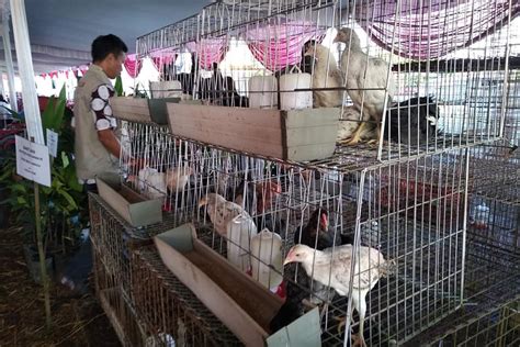 Ladang Uang Ternak Ayam Kampung Modal Kecil Peluang Menjanjikan