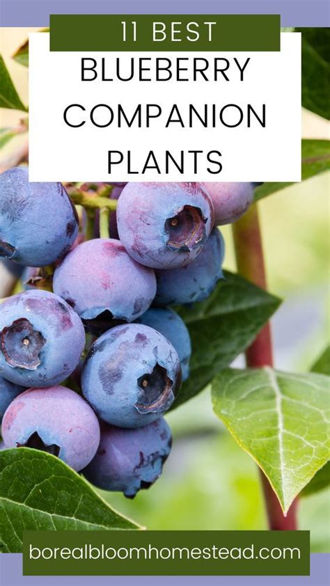 Discover The Top Companion Plants For Blueberries That Can Boost Their