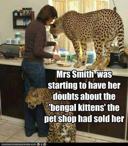 Bengal Cat Memes - 101GRANTS