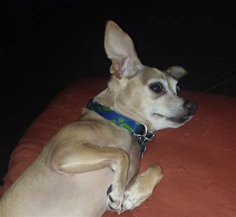 My Italian greyhound-chihuahua mix having doggo chill time on a couch