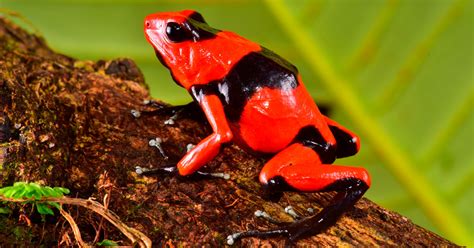 Importancia De Los Anfibios Para El Parque Nacional Natural Farallones