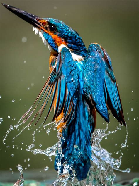 A Blue And Orange Bird Splashing Water On It S Wings