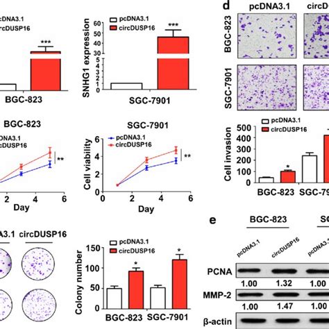 Overexpression Of Circdusp Facilitated Cell Proliferation Colony