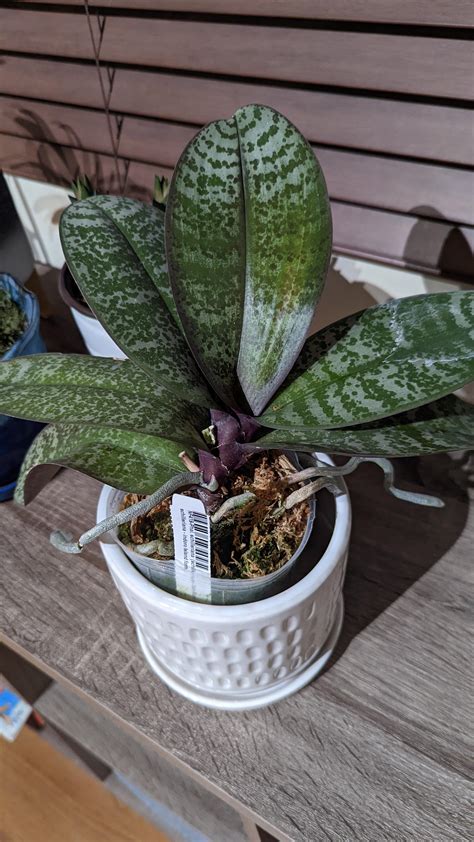 My most expensive orchid purchase ever....Phal Schilleriana from