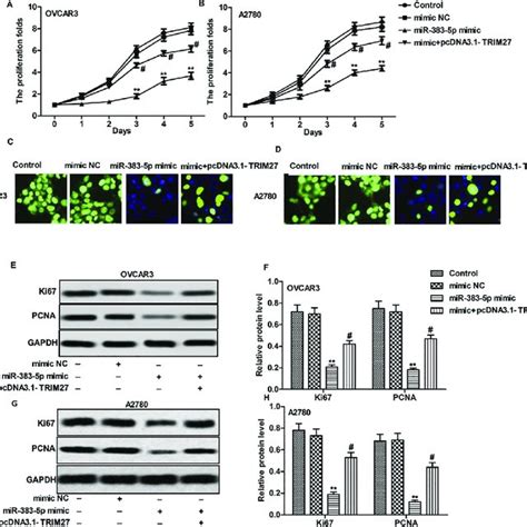 Up Regulation Of Mir 383 5p Inhibits Cell Proliferation Via Targeting