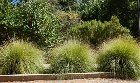 Adding California Native Bunchgrasses To Your Garden