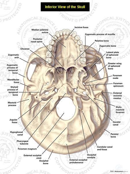 Condyloid Canal Occipital Bone