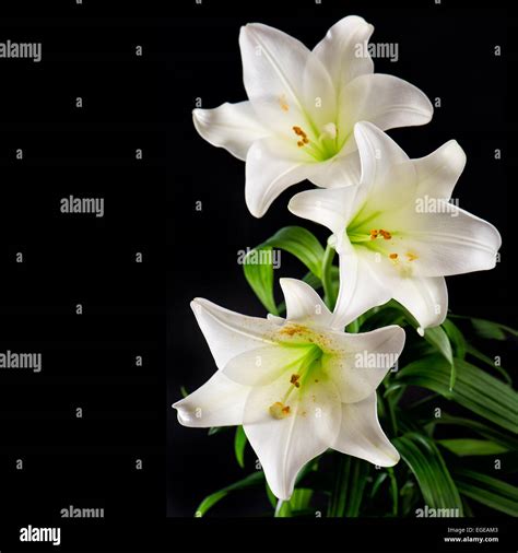 White Lily Flowers Bouquet On Black Background Condolence Card Concept