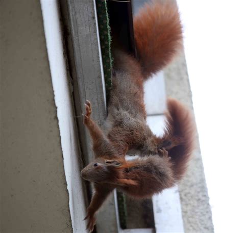 Eichh Rnchen Drama Warum Der Fotograf In Berlin Friedrichshain Nicht