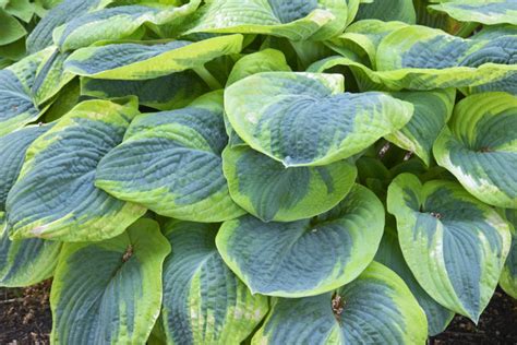 Hosta Frances Williams Plantain Lily