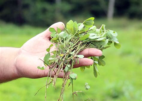 Cultivar De Amendoim Forrageiro Apresenta Alto Teor De Prote Na