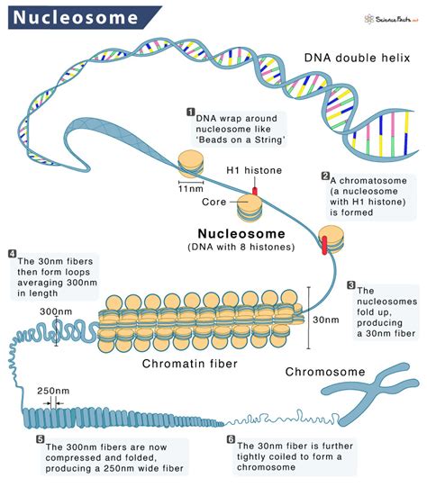 Life Science Page Of Science Facts