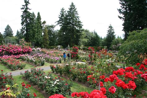 Daffodils And Daydreams Garden Visit International Rose Test Garden In