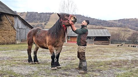 UN OM GOSPODAR CRESTE OI SI VACI RADU MANDRUT DE LA TARLUNGENI NE