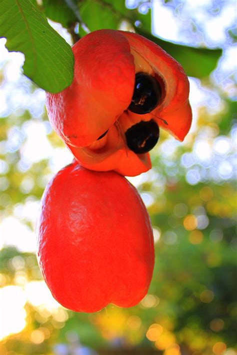 Ackee Fruit Photograph by Elton Hazel - Pixels